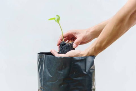 (Plant) Grow Bag